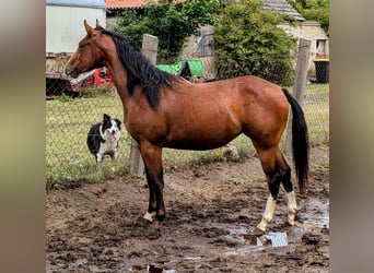 Appaloosa, Mare, 2 years, 15,2 hh, Brown