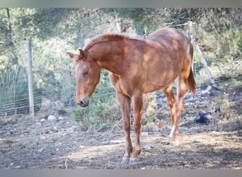 Appaloosa Mix, Mare, 2 years, 15,2 hh, Leopard-Piebald