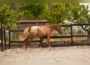 Appaloosa Mix, Mare, 2 years, 15,2 hh, Leopard-Piebald