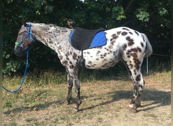 Appaloosa, Mare, 2 years