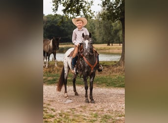 Appaloosa, Mare, 3 years, 12 hh, Leopard-Piebald