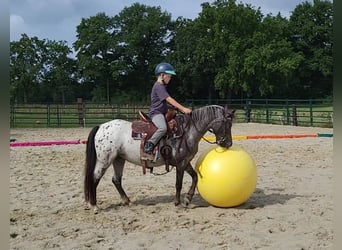 Appaloosa, Mare, 3 years, 12 hh, Leopard-Piebald