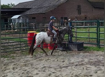 Appaloosa, Mare, 3 years, 12 hh, Leopard-Piebald