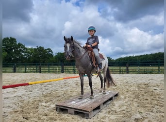 Appaloosa, Mare, 3 years, 12 hh, Leopard-Piebald