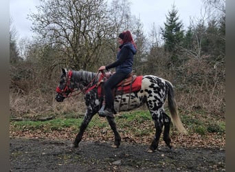 Appaloosa, Mare, 3 years, 13.1 hh, Leopard-Piebald