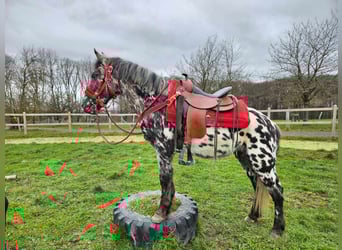 Appaloosa, Mare, 3 years, 13.1 hh, Leopard-Piebald