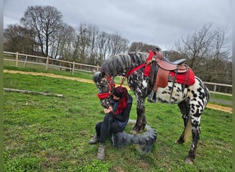 Appaloosa, Mare, 3 years, 13,1 hh, Leopard-Piebald