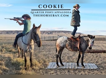 Appaloosa, Mare, 3 years, 13,3 hh, Gray