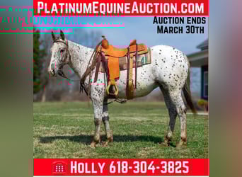 Appaloosa, Mare, 3 years, 14.1 hh, Chestnut