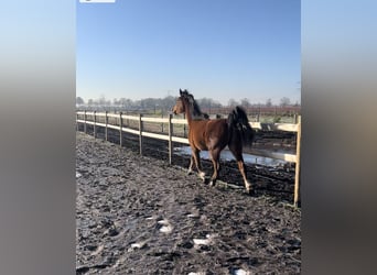 Appaloosa Mix, Mare, 3 years, 14,2 hh, Bay