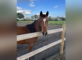 Appaloosa Mix, Mare, 3 years, 14,2 hh, Bay