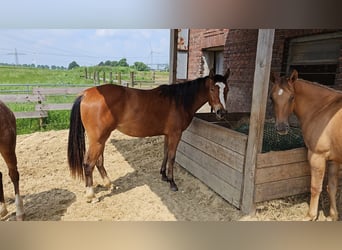 Appaloosa, Mare, 3 years, 14.2 hh, Brown