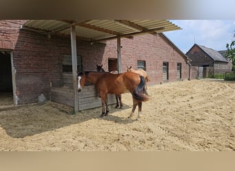Appaloosa, Mare, 3 years, 14.2 hh, Brown