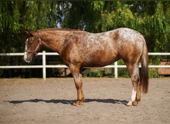 Appaloosa, Mare, 3 years, 14.2 hh, Chestnut-Red