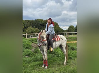Appaloosa Mix, Mare, 3 years, 14.2 hh, Leopard-Piebald