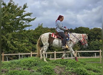 Appaloosa Mix, Mare, 3 years, 14.2 hh, Leopard-Piebald