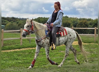 Appaloosa Mix, Mare, 3 years, 14.2 hh, Leopard-Piebald