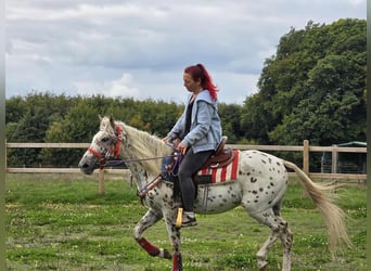 Appaloosa Mix, Mare, 3 years, 14.2 hh, Leopard-Piebald