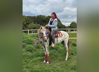 Appaloosa Mix, Mare, 3 years, 14.2 hh, Leopard-Piebald