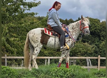 Appaloosa Mix, Mare, 3 years, 14.2 hh, Leopard-Piebald