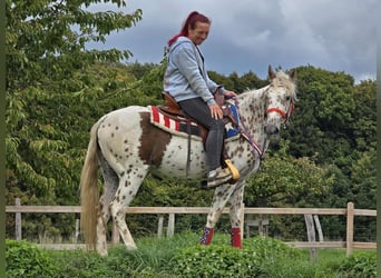 Appaloosa Mix, Mare, 3 years, 14.2 hh, Leopard-Piebald