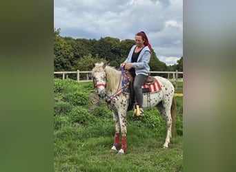 Appaloosa Mix, Mare, 3 years, 14.2 hh, Leopard-Piebald