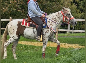 Appaloosa Mix, Mare, 3 years, 14.2 hh, Leopard-Piebald
