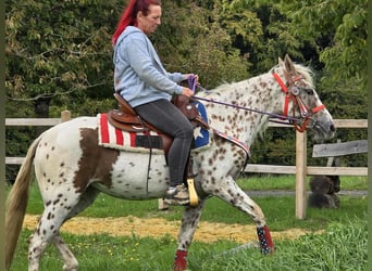 Appaloosa Mix, Mare, 3 years, 14.2 hh, Leopard-Piebald