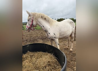Appaloosa, Mare, 3 years, 14.2 hh, Leopard-Piebald