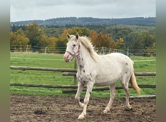 Appaloosa, Mare, 3 years, 14.2 hh, Leopard-Piebald