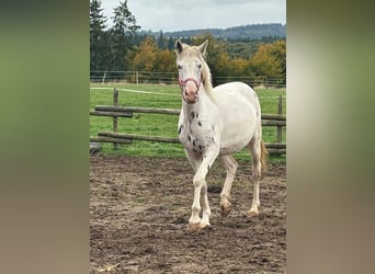 Appaloosa, Mare, 3 years, 14.2 hh, Leopard-Piebald