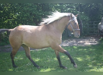 Appaloosa, Mare, 3 years, 15.1 hh, Dun