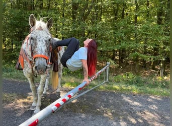 Appaloosa Mix, Mare, 3 years, 15.1 hh, Leopard-Piebald