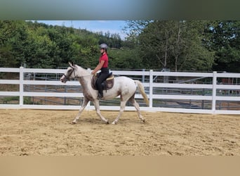 Appaloosa, Mare, 3 years, 15.2 hh, Leopard-Piebald