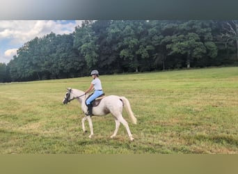 Appaloosa, Mare, 3 years, 15.2 hh, Leopard-Piebald