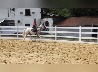 Appaloosa, Mare, 3 years, 15.2 hh, Leopard-Piebald