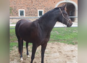 Appaloosa, Mare, 3 years, 15 hh, Bay-Dark