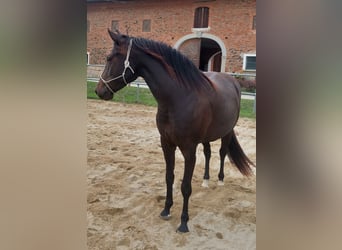 Appaloosa, Mare, 3 years, 15 hh, Bay-Dark