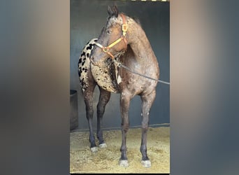 Appaloosa, Mare, 3 years, 15,1 hh