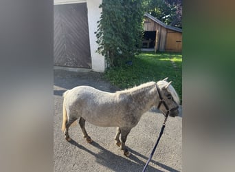 Appaloosa, Mare, 3 years, 7,1 hh, Grey-Dapple