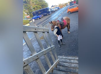 Appaloosa, Mare, 4 years, 12,2 hh, Roan-Red