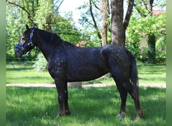 Appaloosa Mix, Mare, 4 years, 13.2 hh, Bay