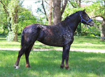 Appaloosa Mix, Mare, 4 years, 13.2 hh, Bay