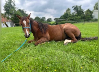 Appaloosa, Mare, 4 years, 14.1 hh, Chestnut-Red