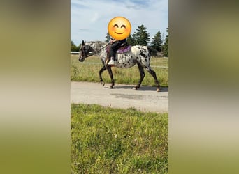 Appaloosa, Mare, 4 years, 14.2 hh, Leopard-Piebald