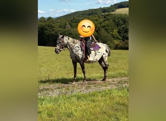 Appaloosa, Mare, 4 years, 14.2 hh, Leopard-Piebald