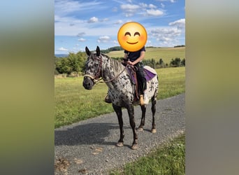 Appaloosa, Mare, 4 years, 14.2 hh, Leopard-Piebald