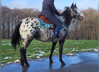 Appaloosa Mix, Mare, 4 years, 14.3 hh, Leopard-Piebald