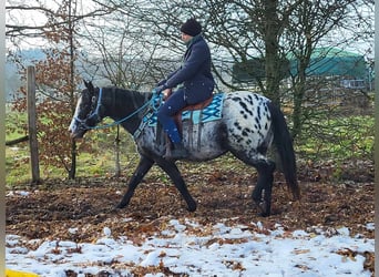 Appaloosa Mix, Mare, 4 years, 14.3 hh, Leopard-Piebald