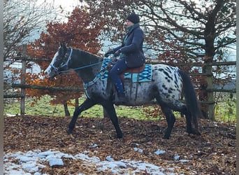 Appaloosa Mix, Mare, 4 years, 14.3 hh, Leopard-Piebald